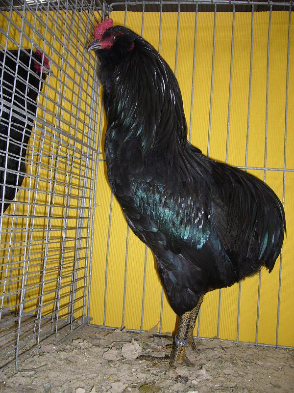 Hannover 2008 241.jpg - Araucana schwarz Roland Hümmer  Preis HV 96 E